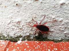 Probergrothius sanguinolens