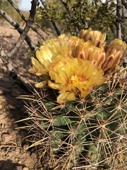 Coryphantha robustispina uncinata