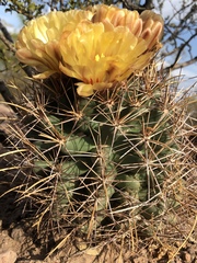 Coryphantha robustispina uncinata