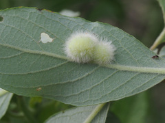 Euura pedunculi