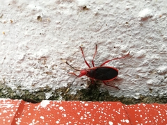 Probergrothius sanguinolens