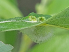 Euura pedunculi