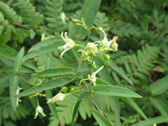 Vincetoxicum volubile