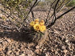 Coryphantha robustispina uncinata