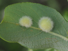 Euura pedunculi
