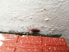Probergrothius sanguinolens