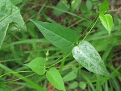 Vincetoxicum volubile