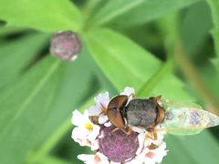Hedriodiscus trivittatus