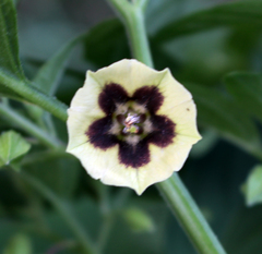 Physalis longifolia subglabrata