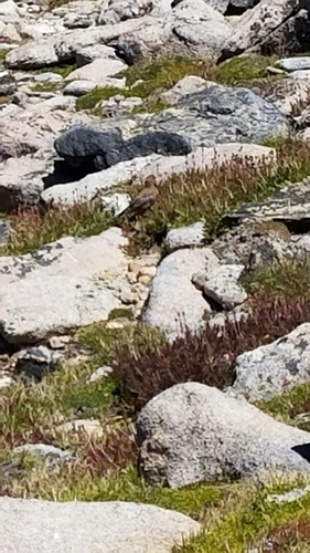 Leucosticte australis