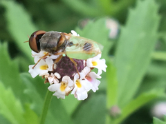 Hedriodiscus trivittatus