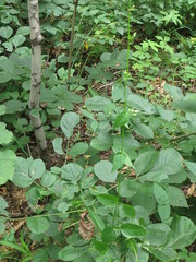 Vincetoxicum volubile