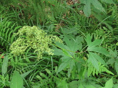 Filipendula palmata