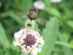 Hedriodiscus trivittatus