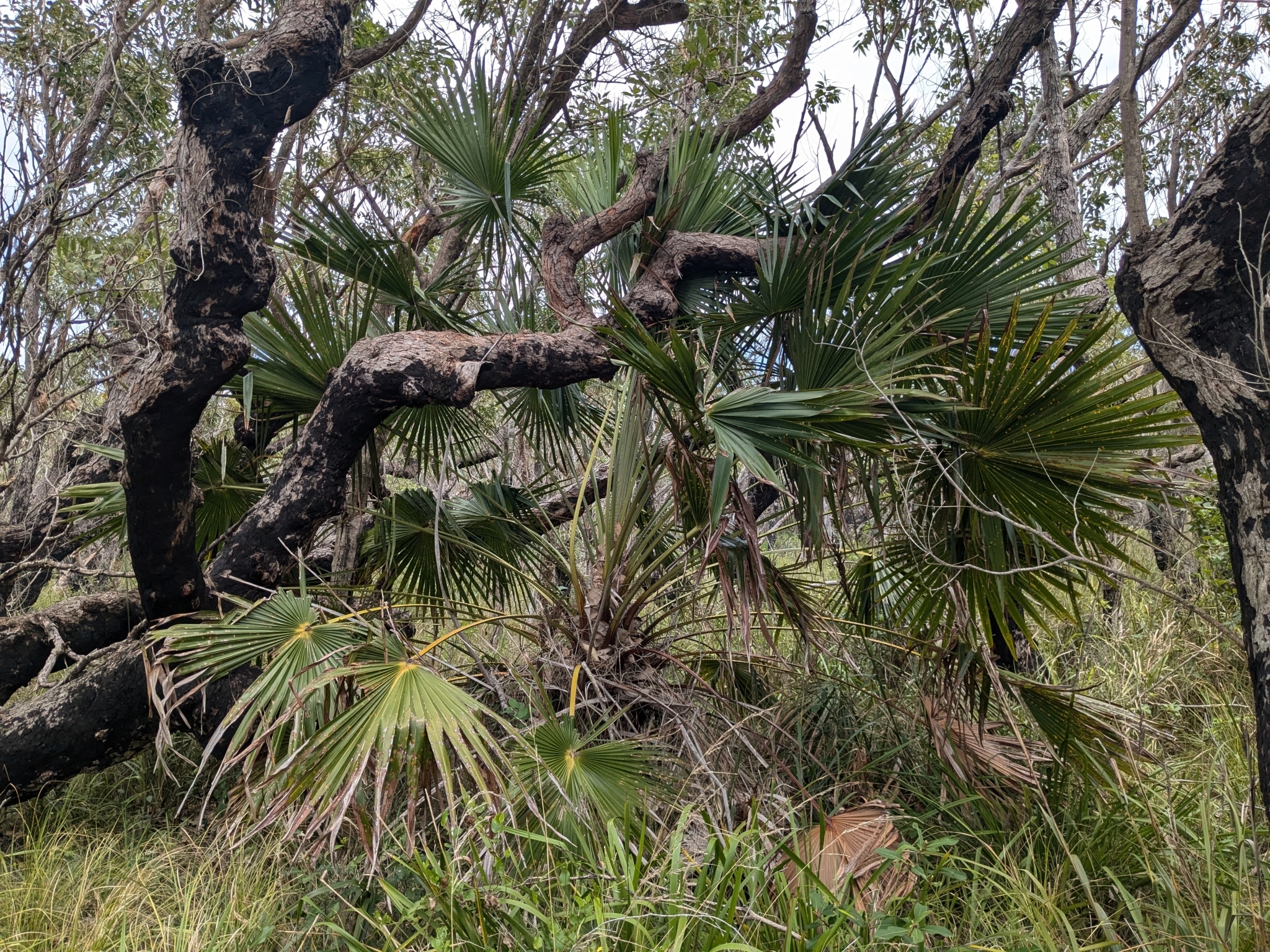 Imagem de Palmeira-leque-australiana
