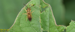 Halictus aerarius