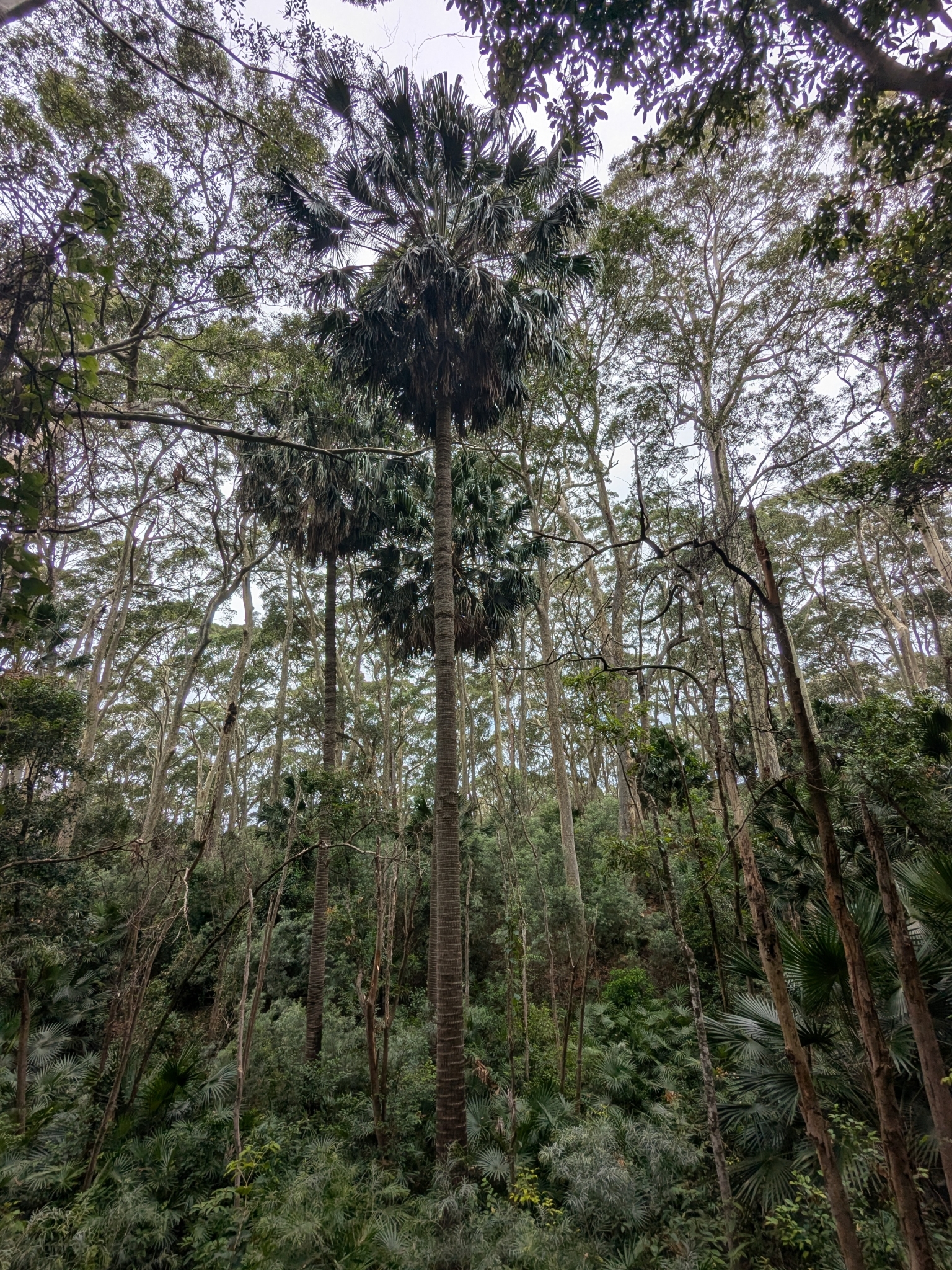 Imagem de Palmeira-leque-australiana