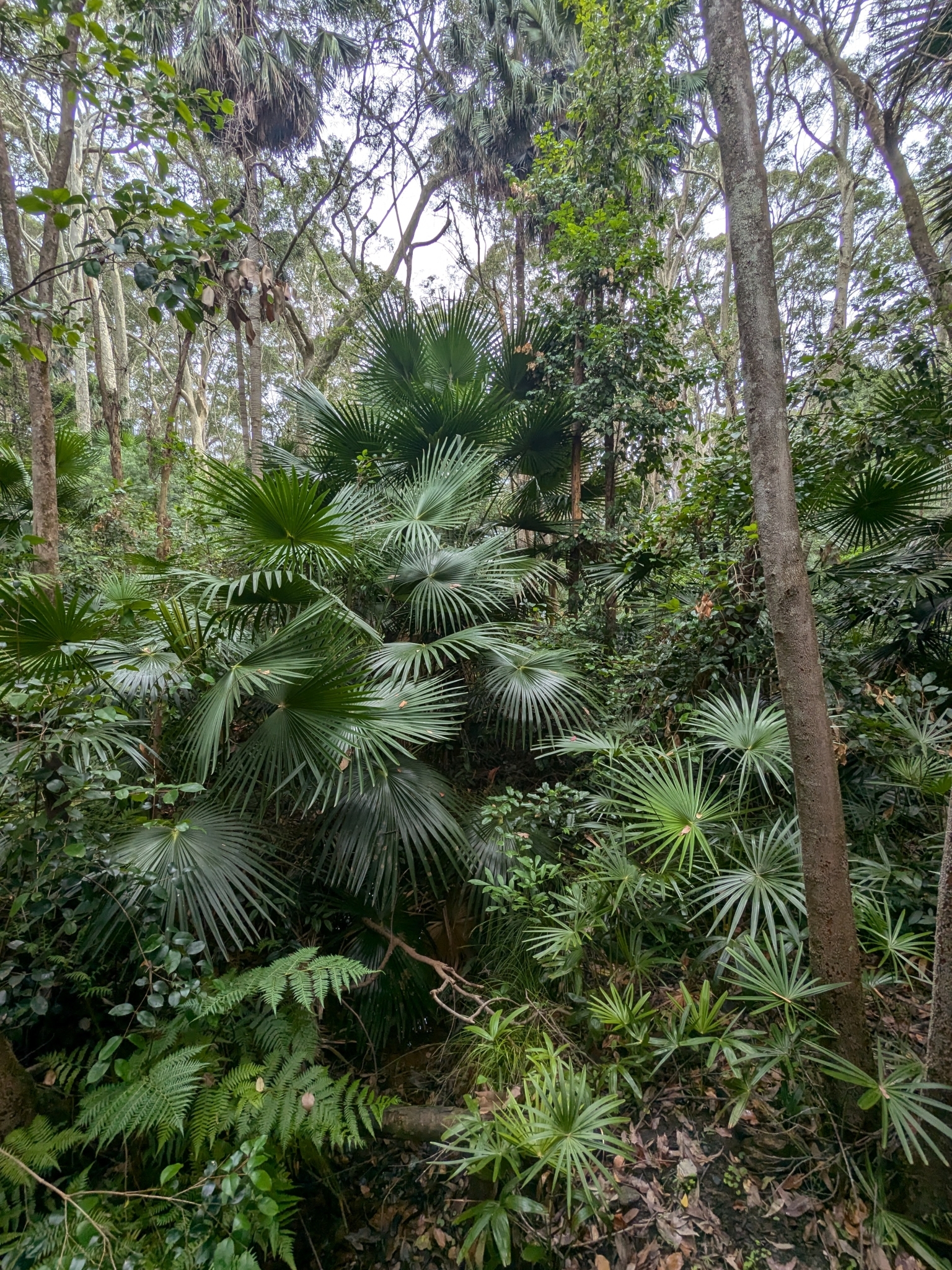 Imagem de Palmeira-leque-australiana
