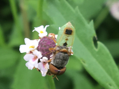 Hedriodiscus trivittatus