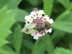 Hedriodiscus trivittatus