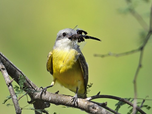 Tropical Kingbird, Palmhurst, TX, USA, photo 9 of 10