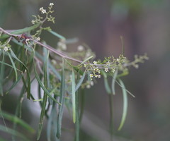 Geijera parviflora