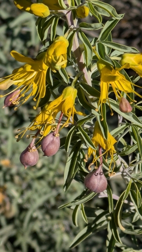 iNaturalist observation photo of Bladderpod