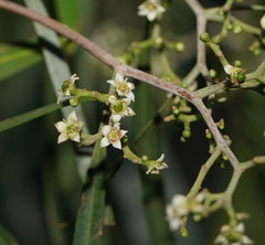 Geijera parviflora