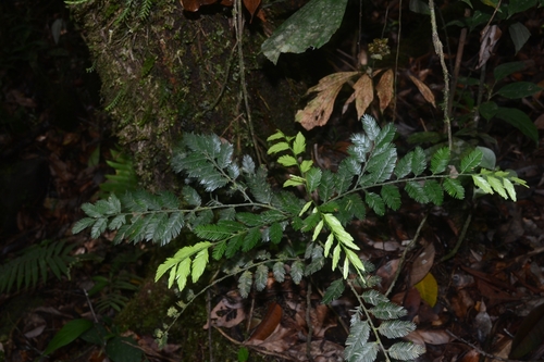 Dacrycarpus imbricatus