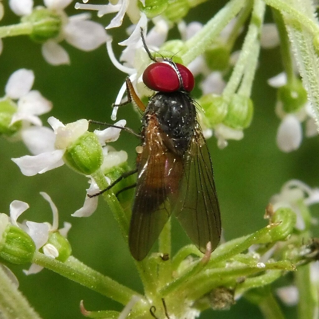 Fannia posticata