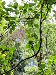 Schisandra arisanensis