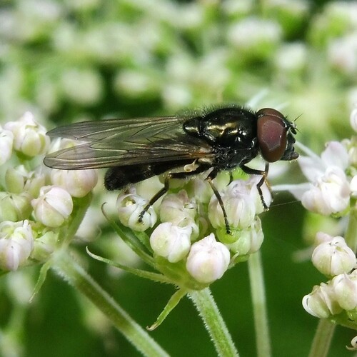 Cheilosia longula