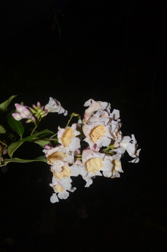 Radermachera pinnata observed 2025-01-12