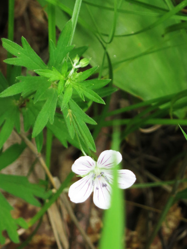Image of Geranium dahuricum by (c) Repina Tatyana, some rights reserved (CC BY)