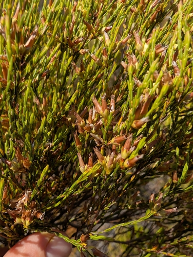 Image of Erica lutea by (c) Michael D. Pirie, some rights reserved (CC BY)