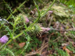 Cirsium ferum