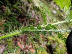 Cirsium ferum