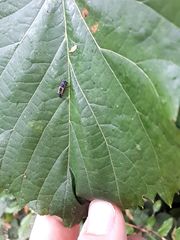 Harmonia axyridis