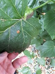Harmonia axyridis