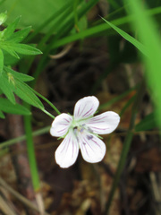 Geranium dahuricum