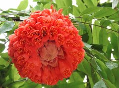 Brownea grandiceps