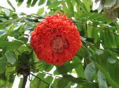Brownea grandiceps