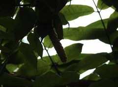 Brownea grandiceps