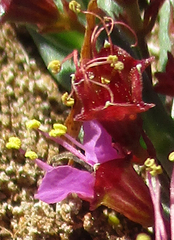 Ammannia luederitzii
