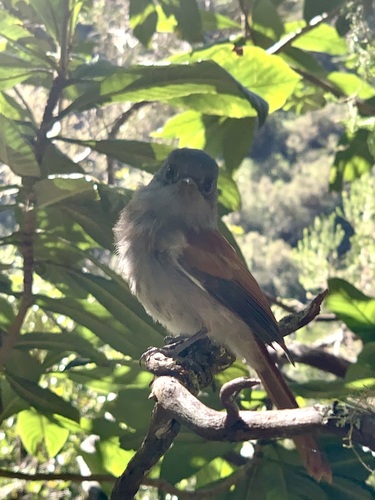 Mascarene Paradise Flycatcher (Terpsiphone bourbonnensis), photo 2