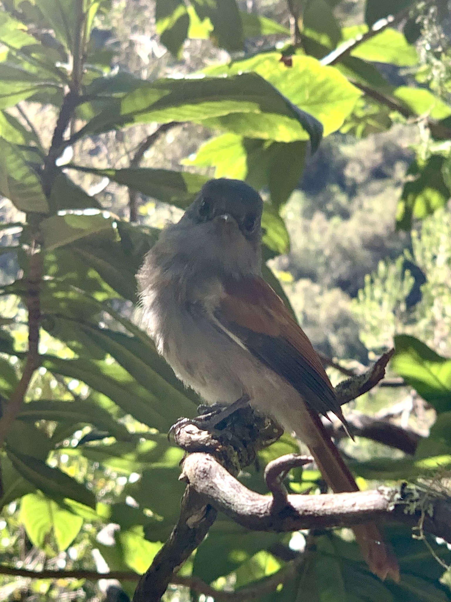 Mascarene Paradise Flycatcher (Terpsiphone bourbonnensis), photo 2