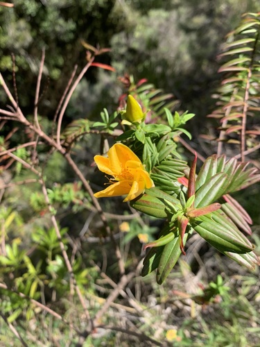 Hypericum lanceolatum (Hypericum lanceolatum)