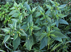 Physalis longifolia subglabrata