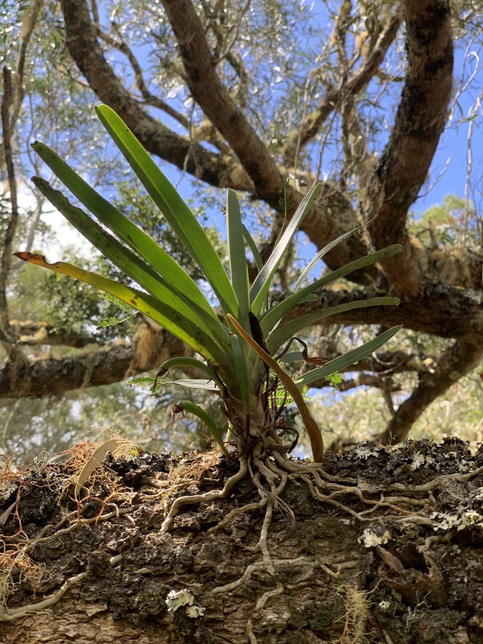 Jumellea triquetra