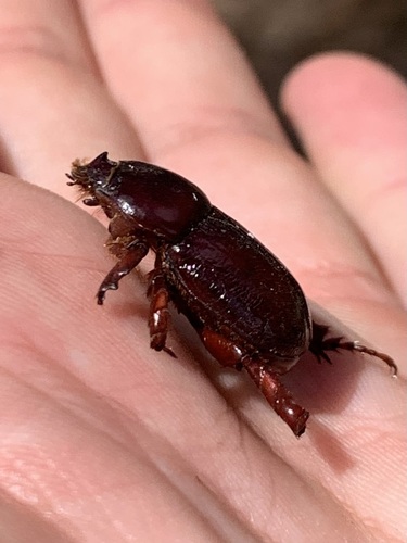 Marronus borbonicus
